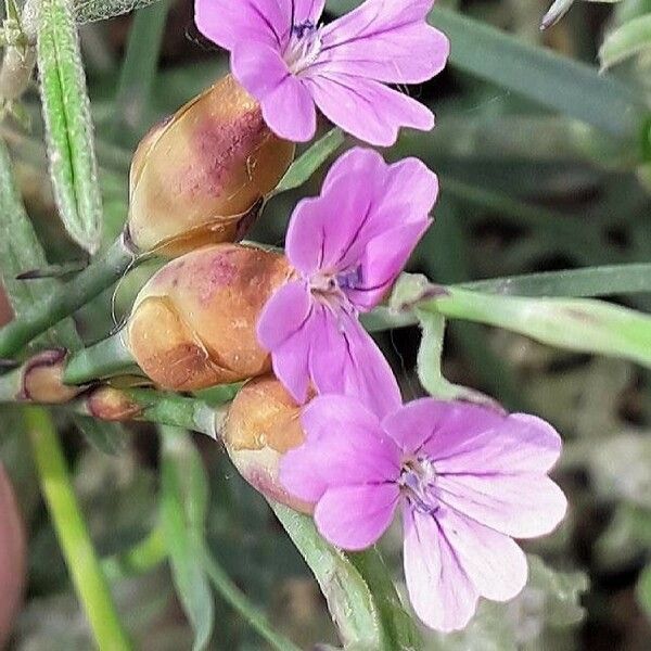 Petrorhagia prolifera പുഷ്പം