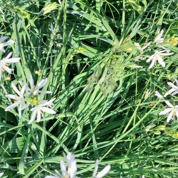 Anthericum liliago Folla