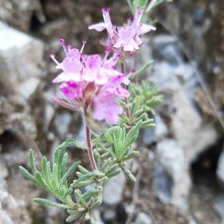 Thymus dolomiticus फूल