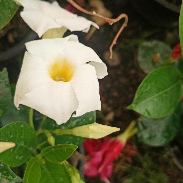 Mandevilla sanderi Kukka