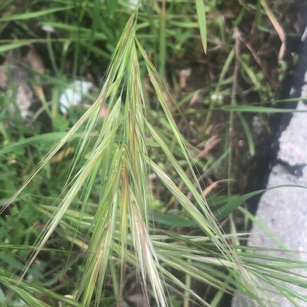 Bromus sterilis Gyümölcs