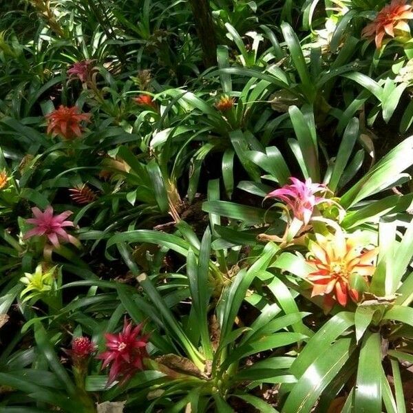 Guzmania lingulata Blodyn