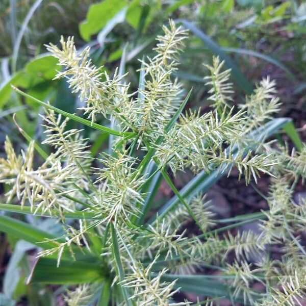 Cyperus odoratus फूल