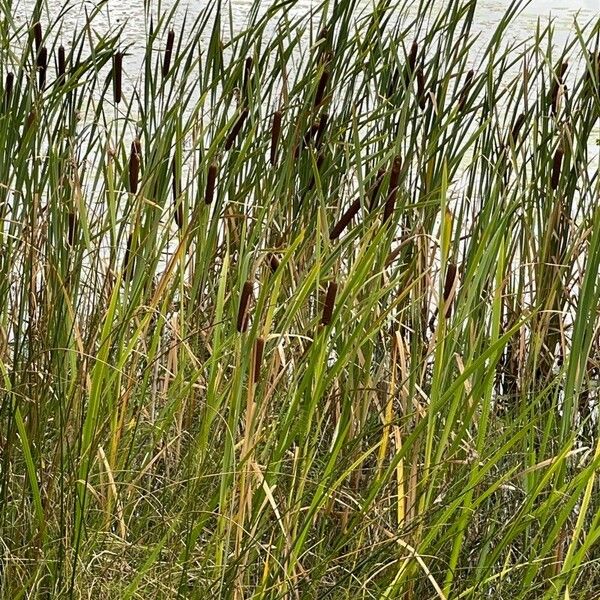 Typha latifolia Lapas