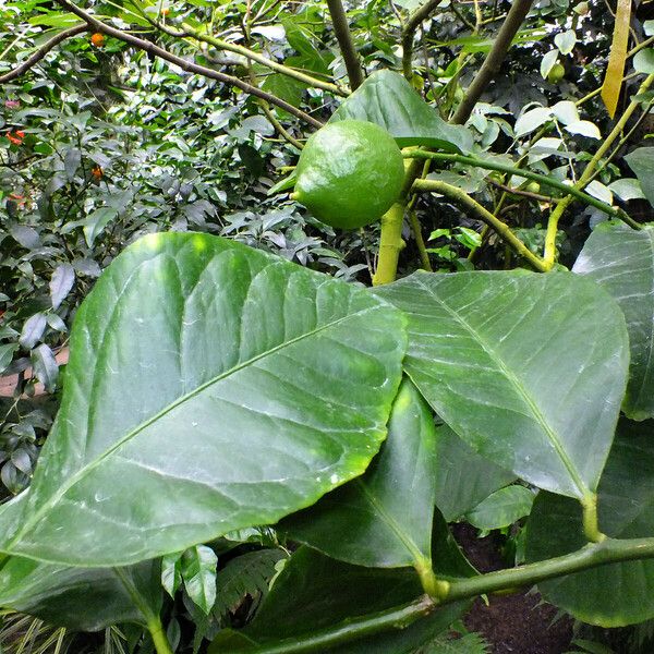 Citrus medica Leaf