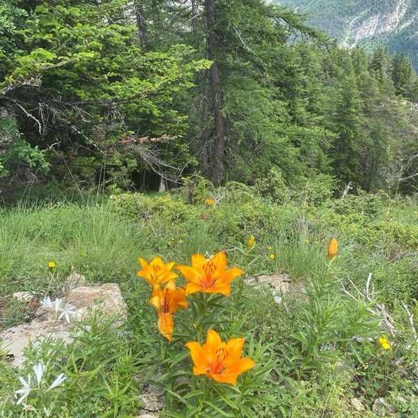 Lilium bulbiferum 整株植物