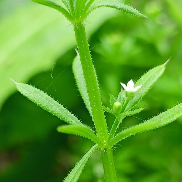 Galium aparine Leaf