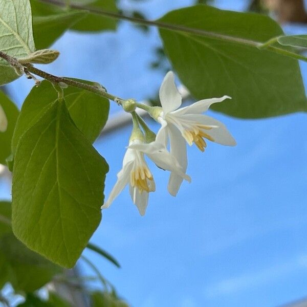 Styrax officinalis Lorea