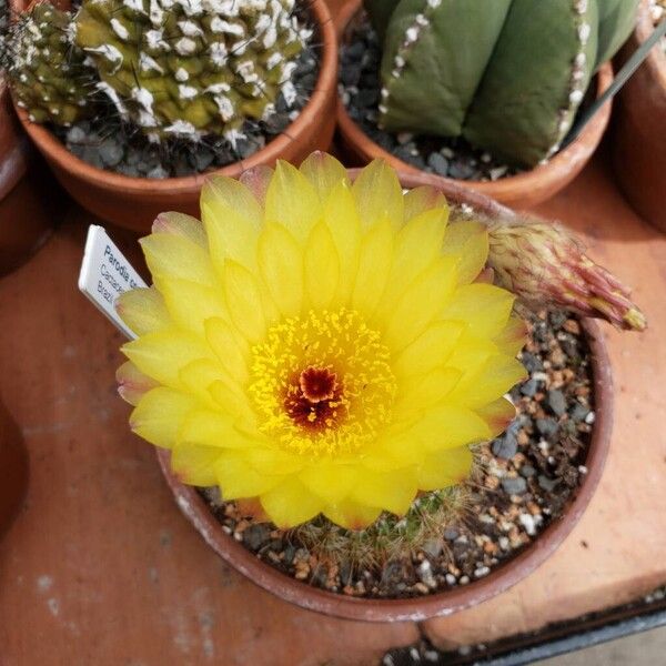 Parodia concinna Flower