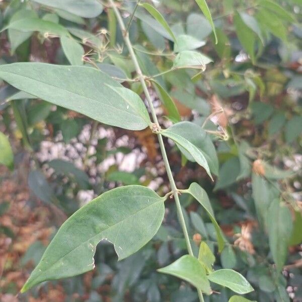 Jasminum laurifolium Lehti