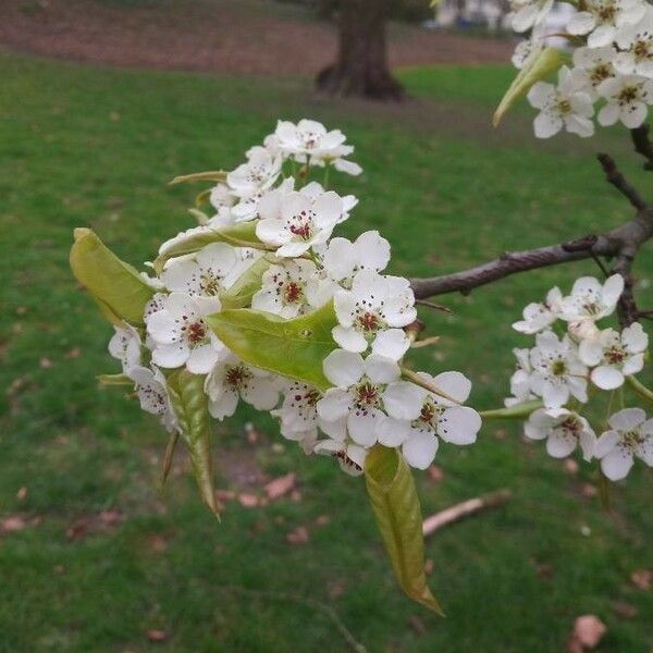 Crataegus laciniata Kvet