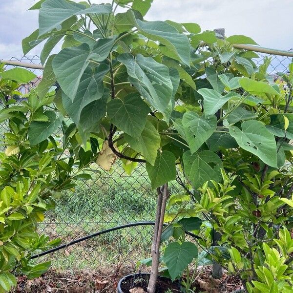 Paulownia tomentosa Habit