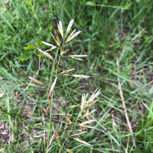 Avenula pubescens Blomma