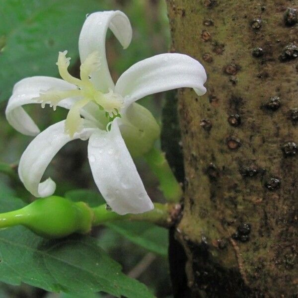 Vasconcellea cauliflora Õis