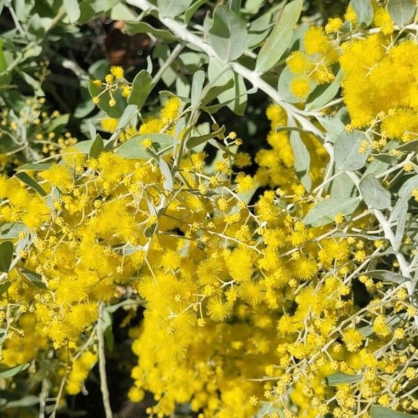 Acacia podalyriifolia Folha