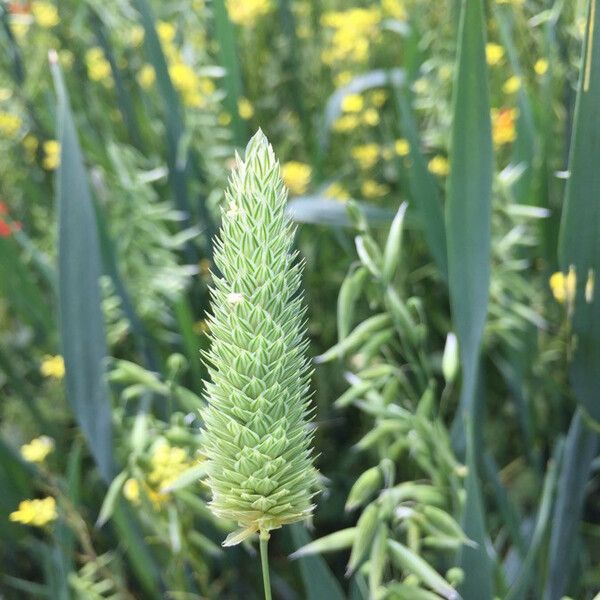 Phalaris minor Blomma