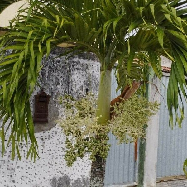 Roystonea oleracea Tervik taim