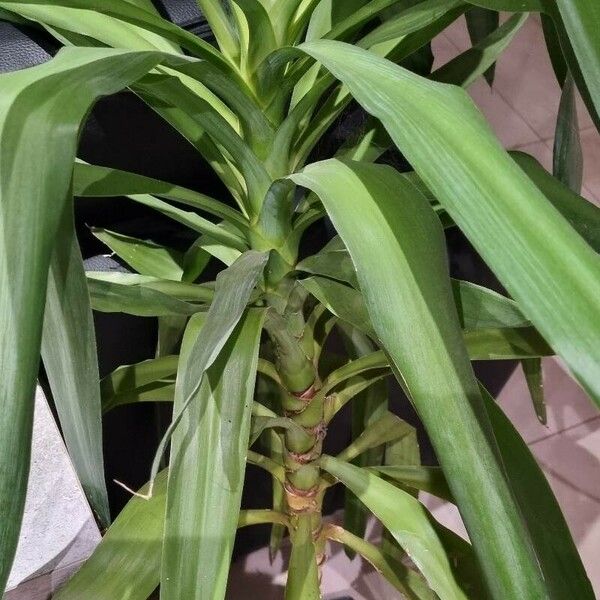 Yucca elephantipes Leaf