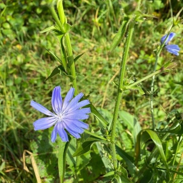 Cichorium endivia Квітка