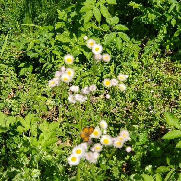 Erigeron glabellus Blomma