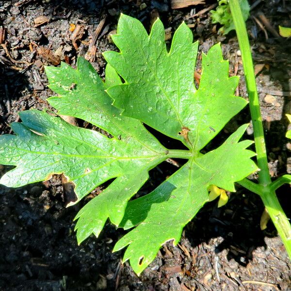 Apium graveolens Blatt