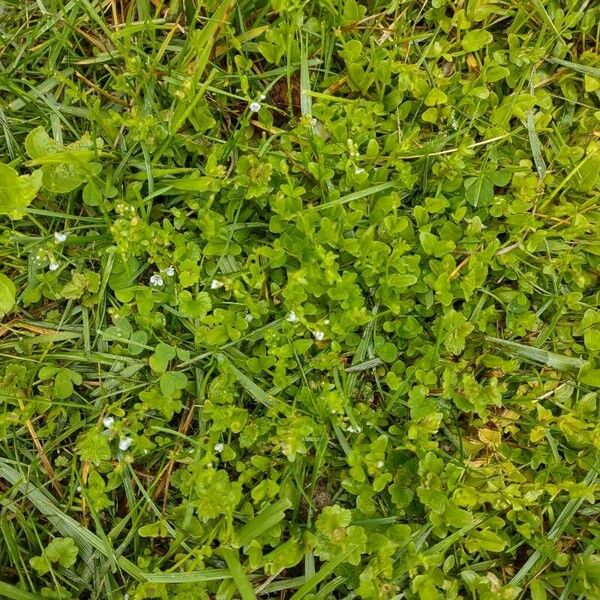 Veronica serpyllifolia Blad