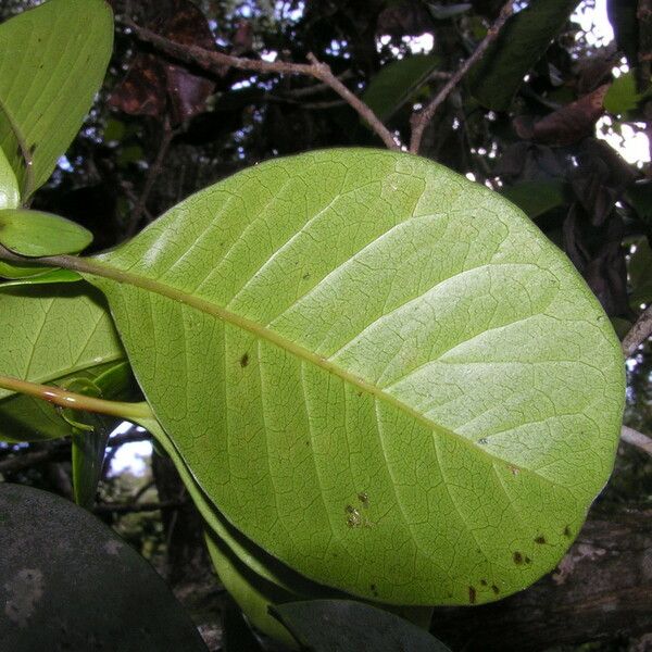 Codia belepensis Leaf