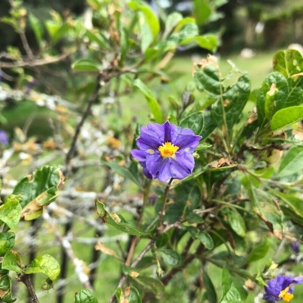 Lycianthes lycioides Flower