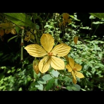 Senna hayesiana Flower