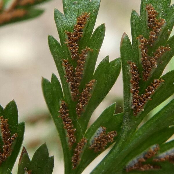 Asplenium onopteris Fruit