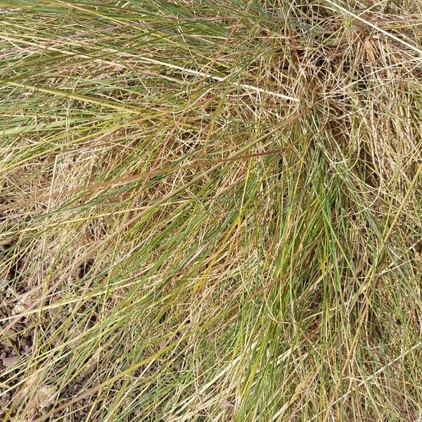 Festuca rubra List