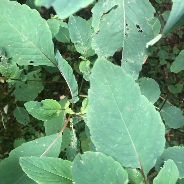 Impatiens pallida Leaf