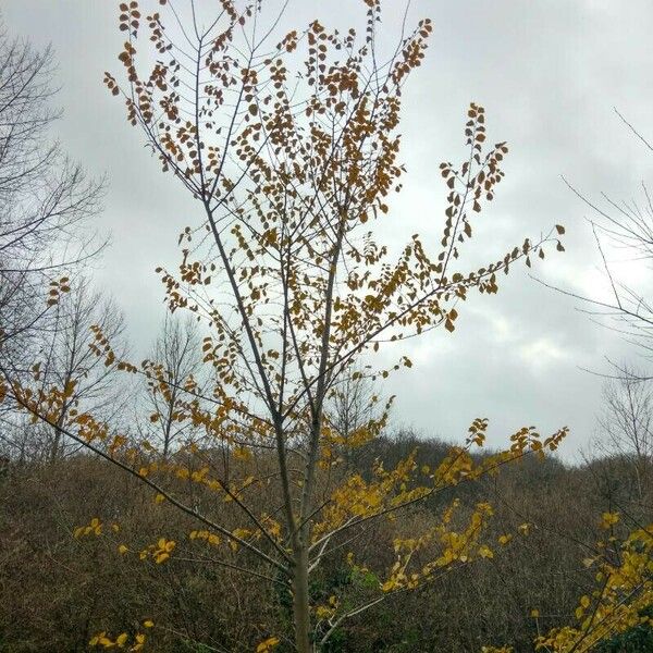 Ulmus minor Habitus