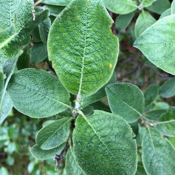 Salix laggeri Leaf