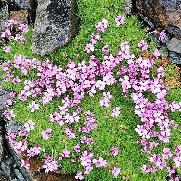 Silene acaulis Plante entière