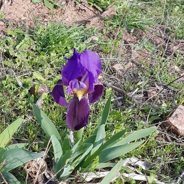 Iris lutescens Blomst