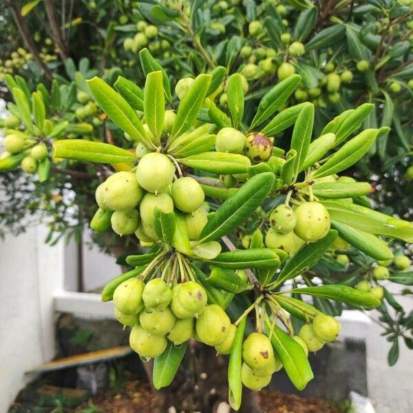 Pittosporum heterophyllum Owoc