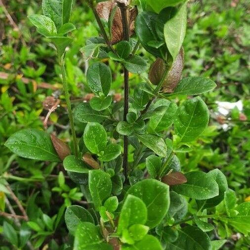 Barleria repens Fulla