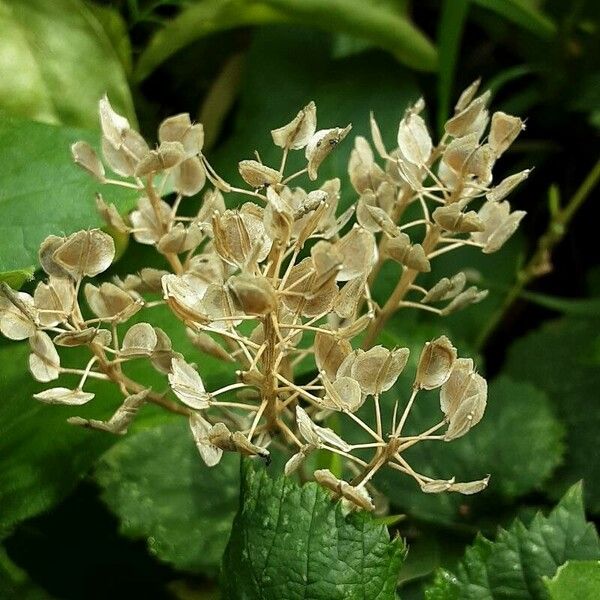 Thlaspi arvense Fruit