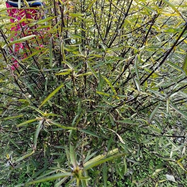 Barleria lupulina Frunză