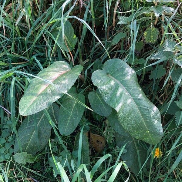 Rumex obtusifolius Leaf