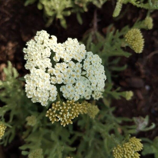 Achillea crithmifolia 花