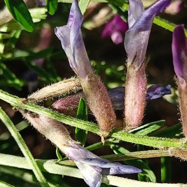 Astragalus varius Flor