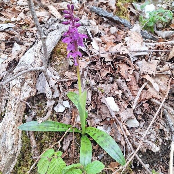 Orchis olbiensis Alkat (teljes növény)