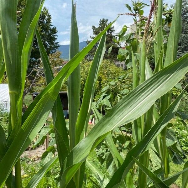 Zea mays Ліст