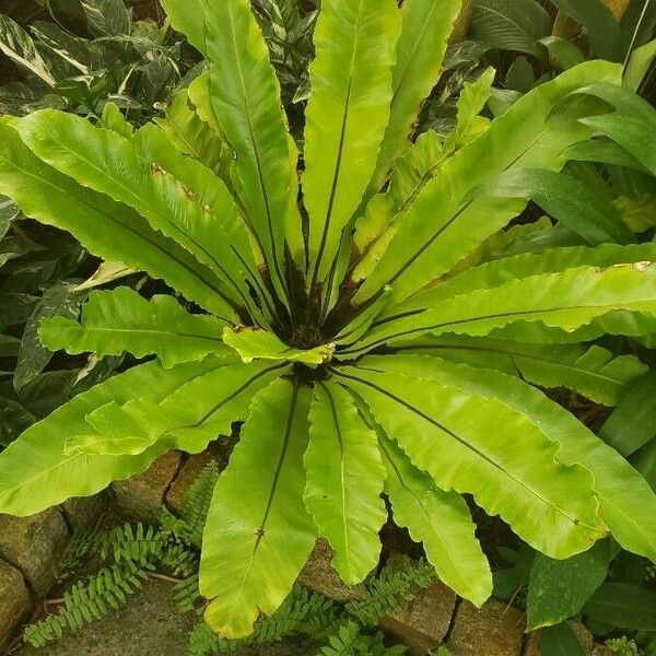 Asplenium nidus Habitat