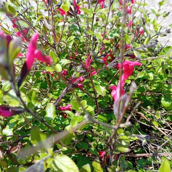 Salvia greggii Blüte