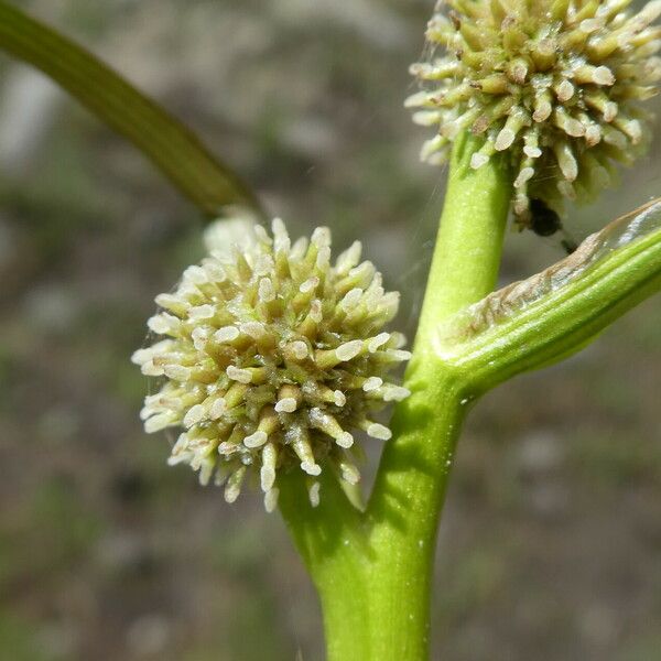 Sparganium angustifolium Flower