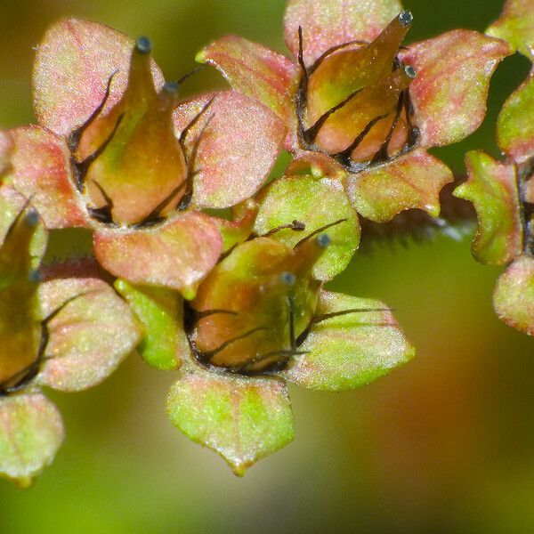 Rodgersia aesculifolia ফুল