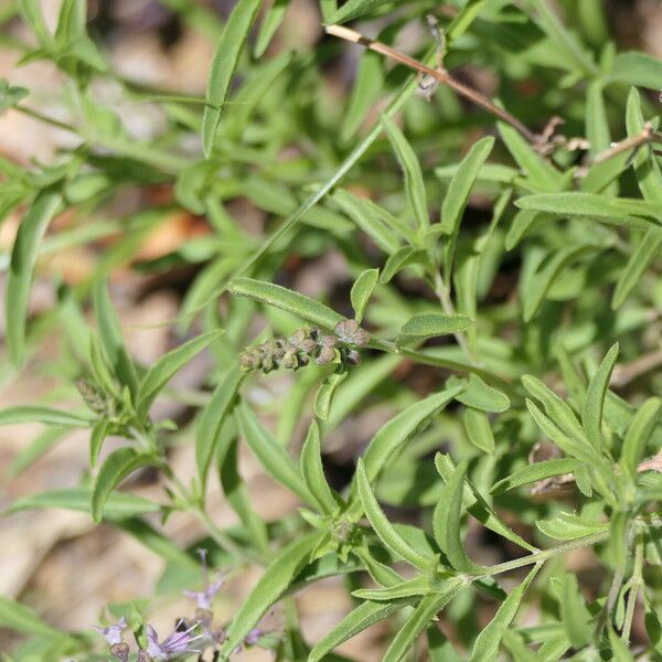 Ocimum americanum Tervik taim